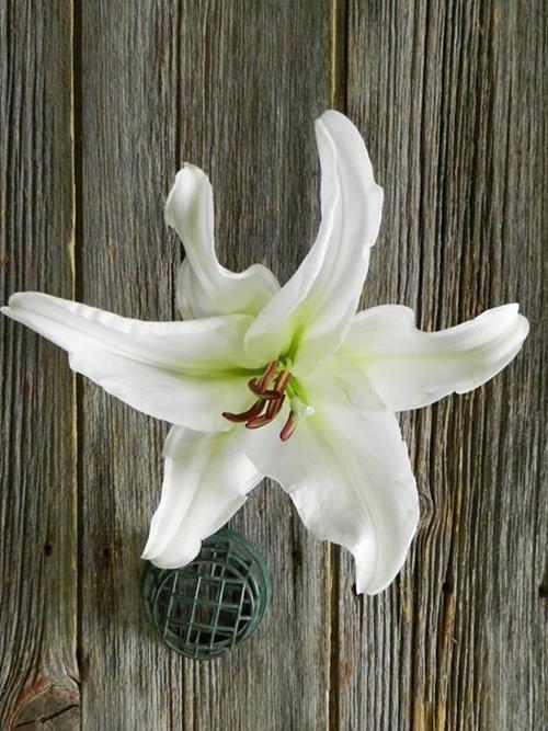 ZAMBESI  WHITE OT HYBRID ORIENTAL LILIES